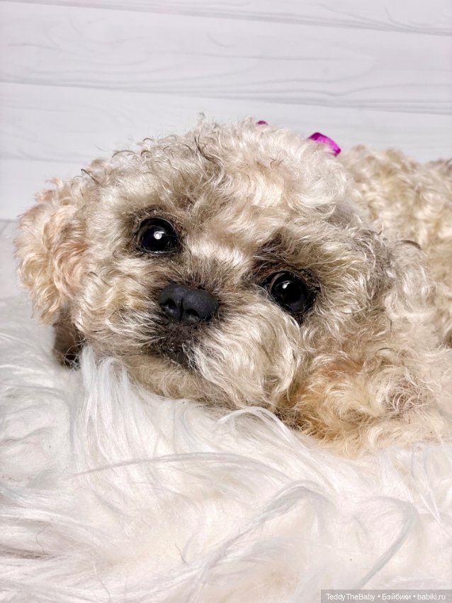 Хати 🐶🐾🐾🐾 — Реалистичные игрушки и звери (Натюр): собаки