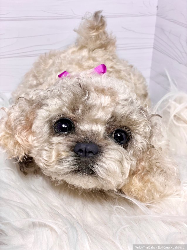 Хати 🐶🐾🐾🐾 — Реалистичные игрушки и звери (Натюр): собаки