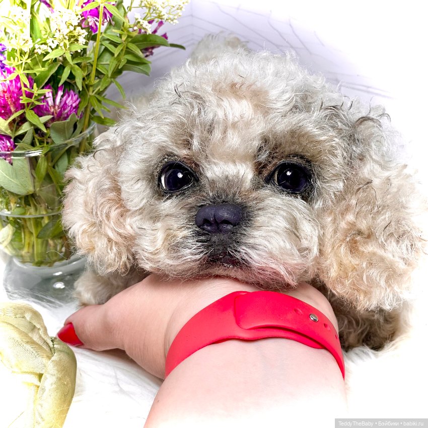 Хати 🐶🐾🐾🐾 — Реалистичные игрушки и звери (Натюр): собаки (фото 8)