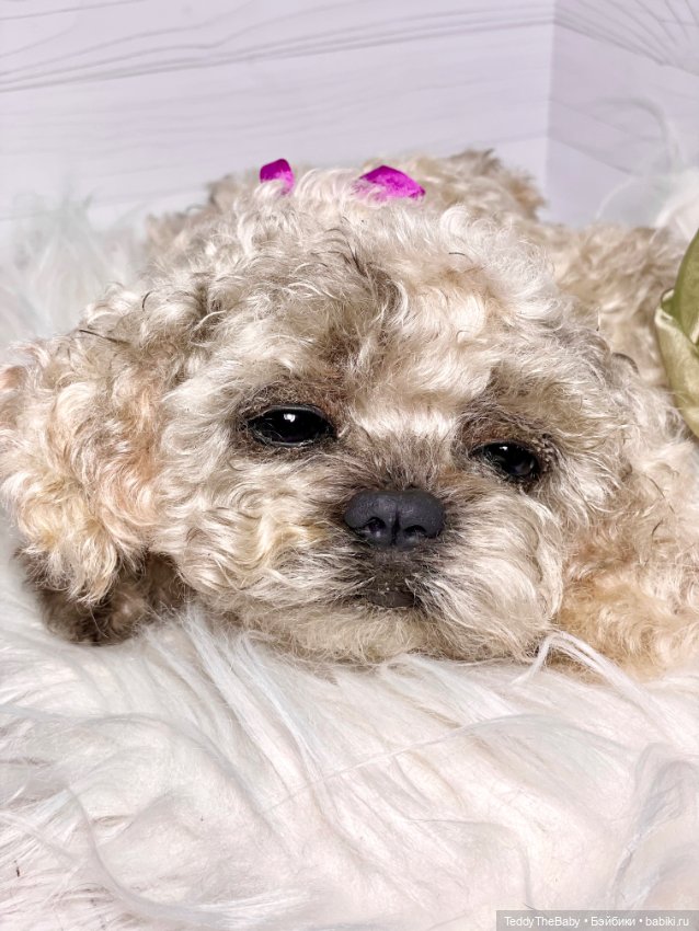 Хати 🐶🐾🐾🐾 — Реалистичные игрушки и звери (Натюр): собаки