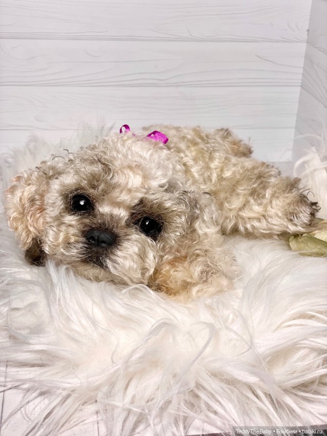 Хати 🐶🐾🐾🐾 — Реалистичные игрушки и звери (Натюр): собаки