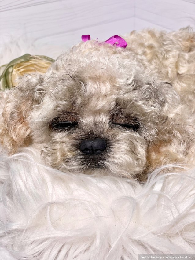 Хати 🐶🐾🐾🐾 — Реалистичные игрушки и звери (Натюр): собаки