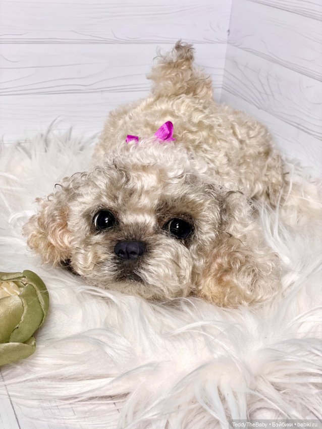 Хати 🐶🐾🐾🐾 — Реалистичные игрушки и звери (Натюр): собаки