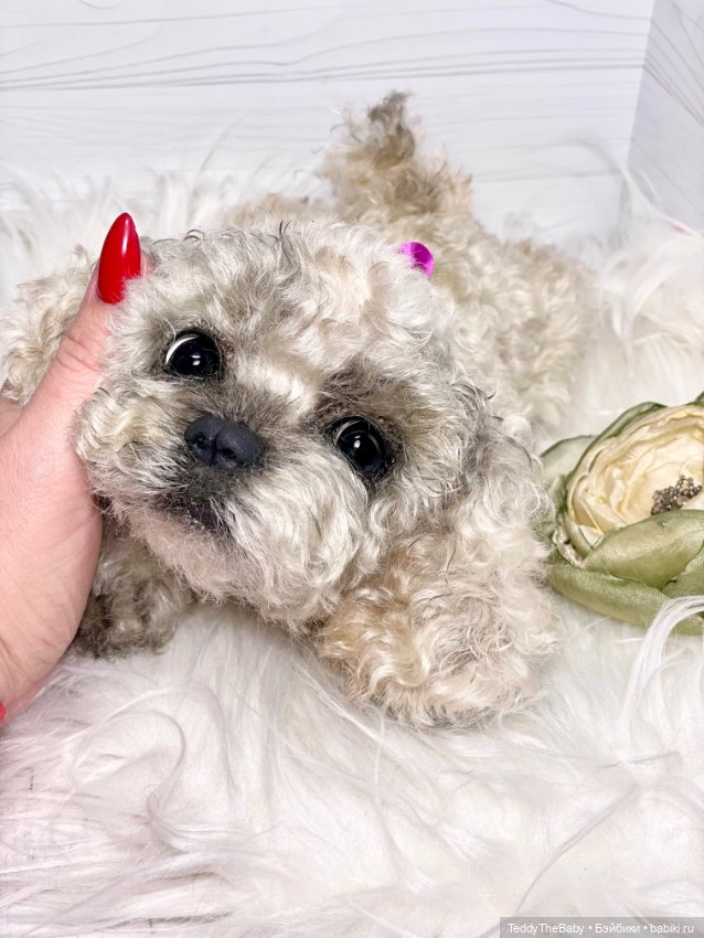 Хати 🐶🐾🐾🐾 — Реалистичные игрушки и звери (Натюр): собаки