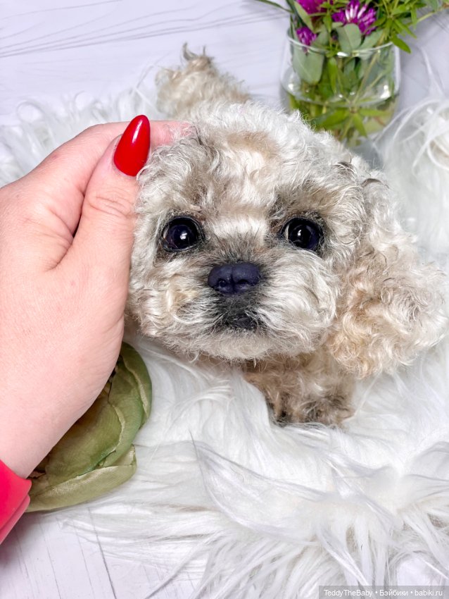 Хати 🐶🐾🐾🐾 — Реалистичные игрушки и звери (Натюр): собаки