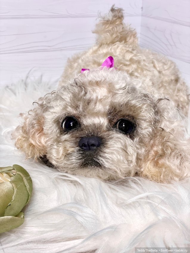 Хати 🐶🐾🐾🐾 — Реалистичные игрушки и звери (Натюр): собаки