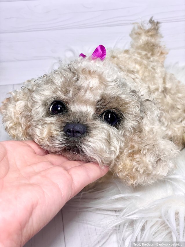 Хати 🐶🐾🐾🐾 — Реалистичные игрушки и звери (Натюр): собаки