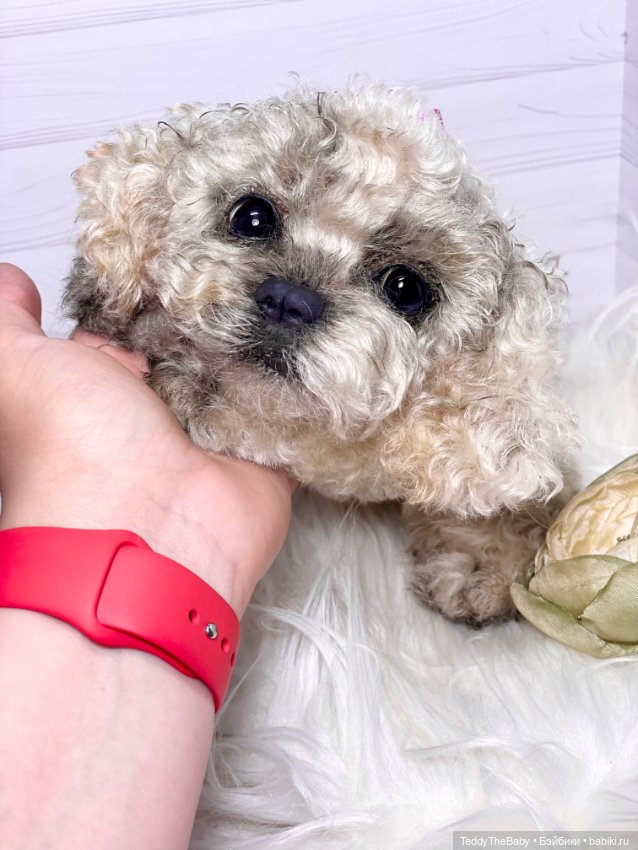 Хати 🐶🐾🐾🐾 — Реалистичные игрушки и звери (Натюр): собаки