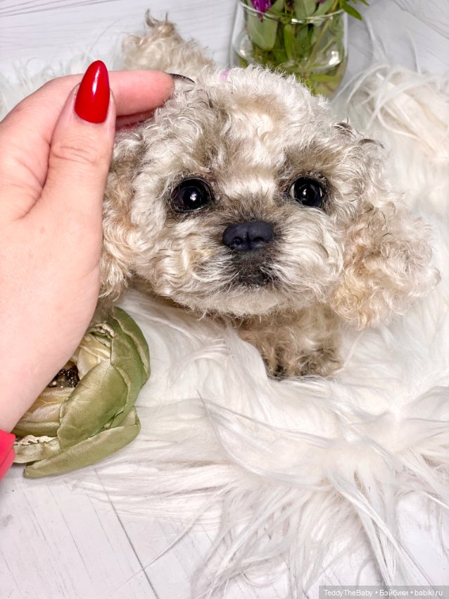 Хати 🐶🐾🐾🐾 — Реалистичные игрушки и звери (Натюр): собаки