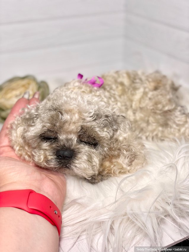 Хати 🐶🐾🐾🐾 — Реалистичные игрушки и звери (Натюр): собаки