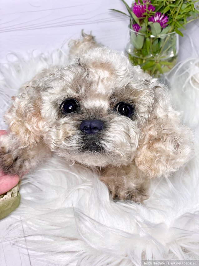 Хати 🐶🐾🐾🐾 — Реалистичные игрушки и звери (Натюр): собаки