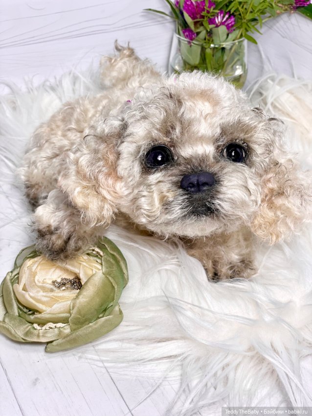 Хати 🐶🐾🐾🐾 — Реалистичные игрушки и звери (Натюр): собаки