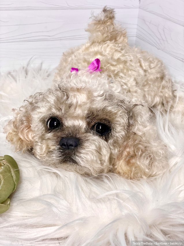 Хати 🐶🐾🐾🐾 — Реалистичные игрушки и звери (Натюр): собаки