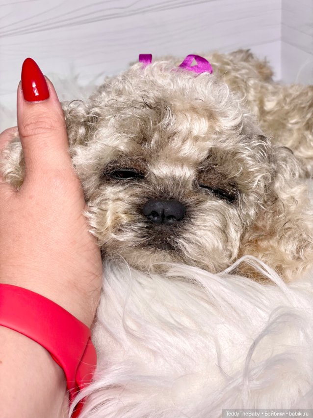 Хати 🐶🐾🐾🐾 — Реалистичные игрушки и звери (Натюр): собаки