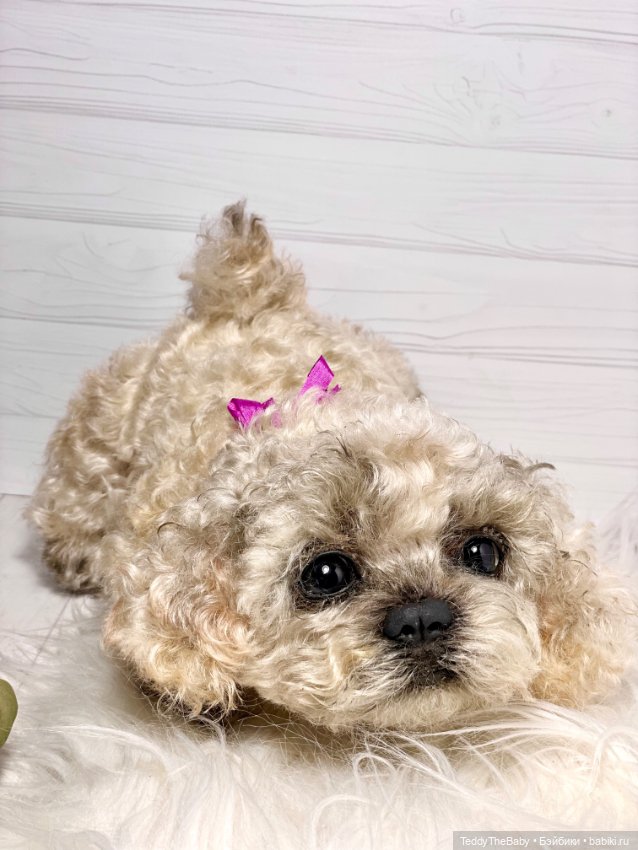 Хати 🐶🐾🐾🐾 — Реалистичные игрушки и звери (Натюр): собаки