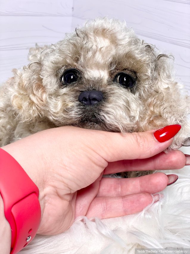 Хати 🐶🐾🐾🐾 — Реалистичные игрушки и звери (Натюр): собаки