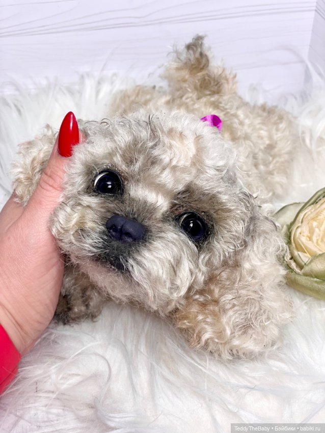 Хати 🐶🐾🐾🐾 — Реалистичные игрушки и звери (Натюр): собаки