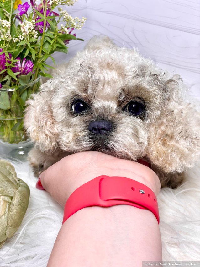 Хати 🐶🐾🐾🐾 — Реалистичные игрушки и звери (Натюр): собаки (фото 5)