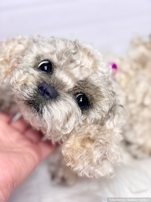 Хати 🐶🐾🐾🐾 — Реалистичные игрушки и звери (Натюр): собаки