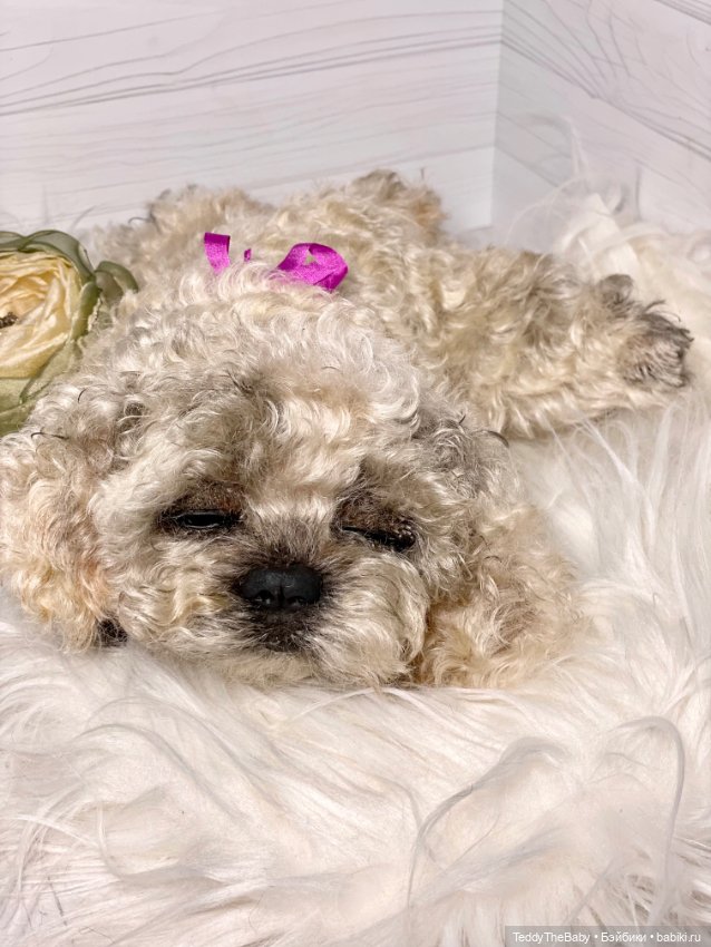 Хати 🐶🐾🐾🐾 — Реалистичные игрушки и звери (Натюр): собаки