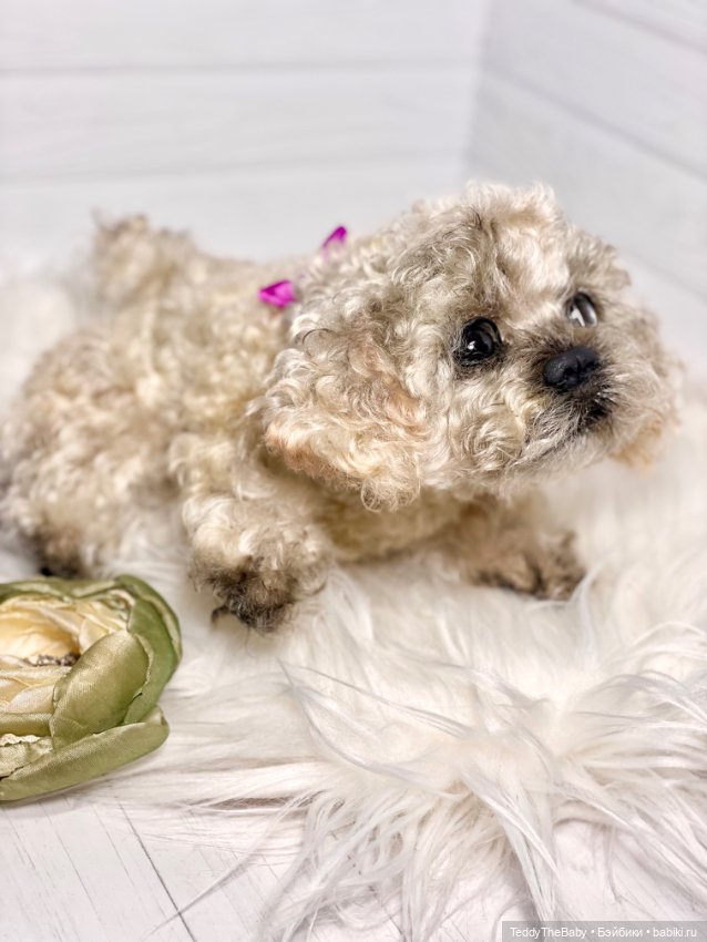 Хати 🐶🐾🐾🐾 — Реалистичные игрушки и звери (Натюр): собаки