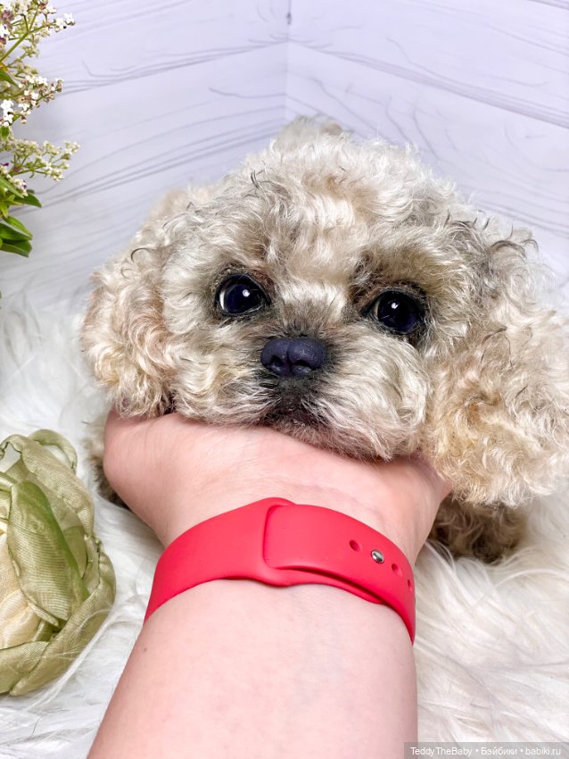 Хати 🐶🐾🐾🐾 — Реалистичные игрушки и звери (Натюр): собаки (фото 4)