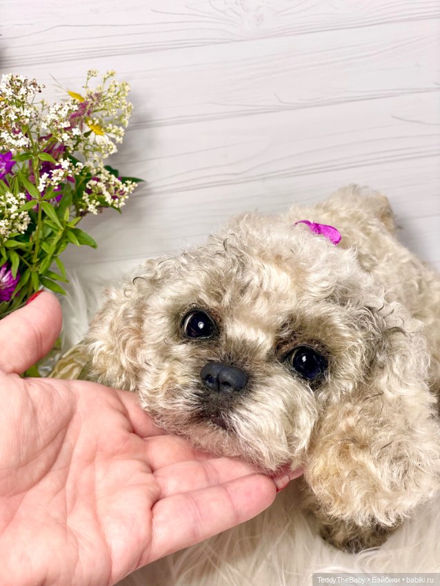 Хати 🐶🐾🐾🐾 — Реалистичные игрушки и звери (Натюр): собаки