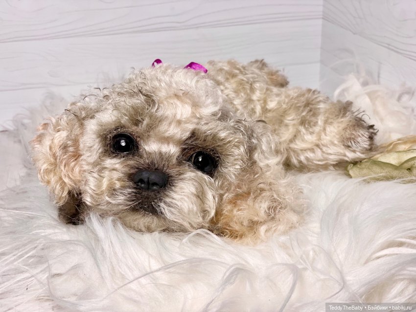 Хати 🐶🐾🐾🐾 — Реалистичные игрушки и звери (Натюр): собаки