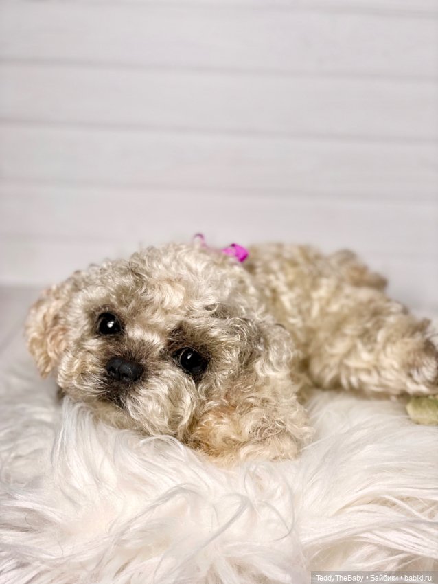 Хати 🐶🐾🐾🐾 — Реалистичные игрушки и звери (Натюр): собаки