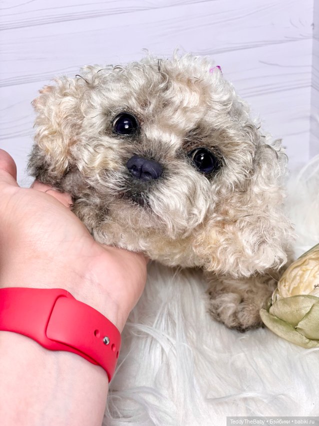 Хати 🐶🐾🐾🐾 — Реалистичные игрушки и звери (Натюр): собаки