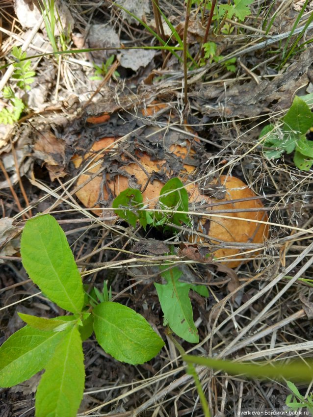 Раз грибочек, два грибочек (фото 2)