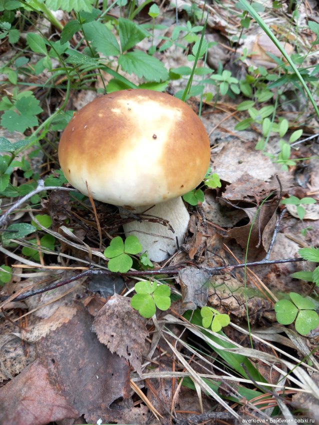 Раз грибочек, два грибочек (фото 7)