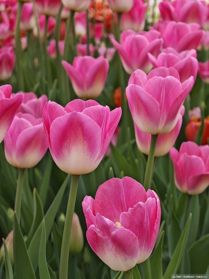 Прогуляемся по городу? Пост посвящается всем, кто любит цветы. Особенно тюльпанчики (фото 10)