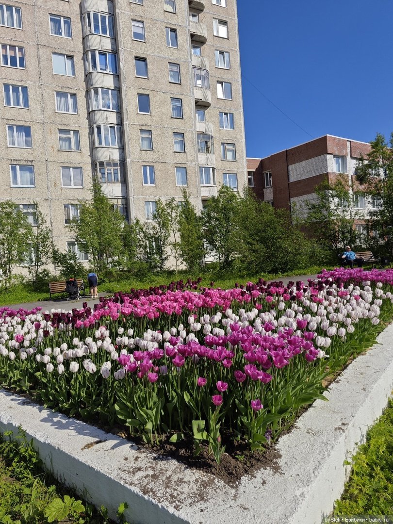 Прогуляемся по городу? Пост посвящается всем, кто любит цветы. Особенно тюльпанчики
