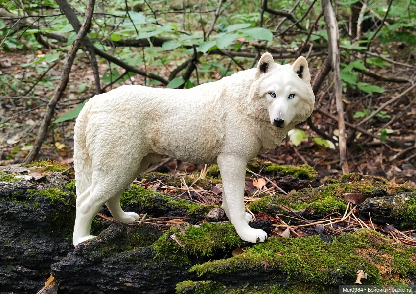 В наш лес приехал новый лесник (фото 6)