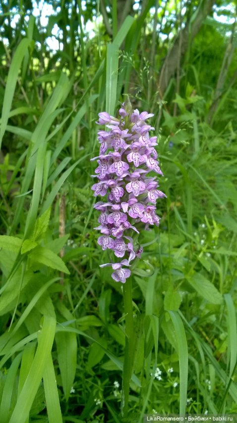 Поход на горный склон у рощи