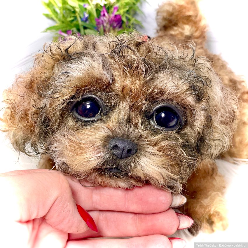 Кьюти 🐾 — Реалистичные игрушки и звери (Натюр): собаки