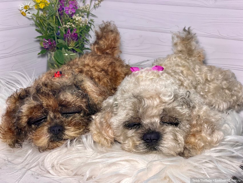 Кьюти 🐾 — Реалистичные игрушки и звери (Натюр): собаки