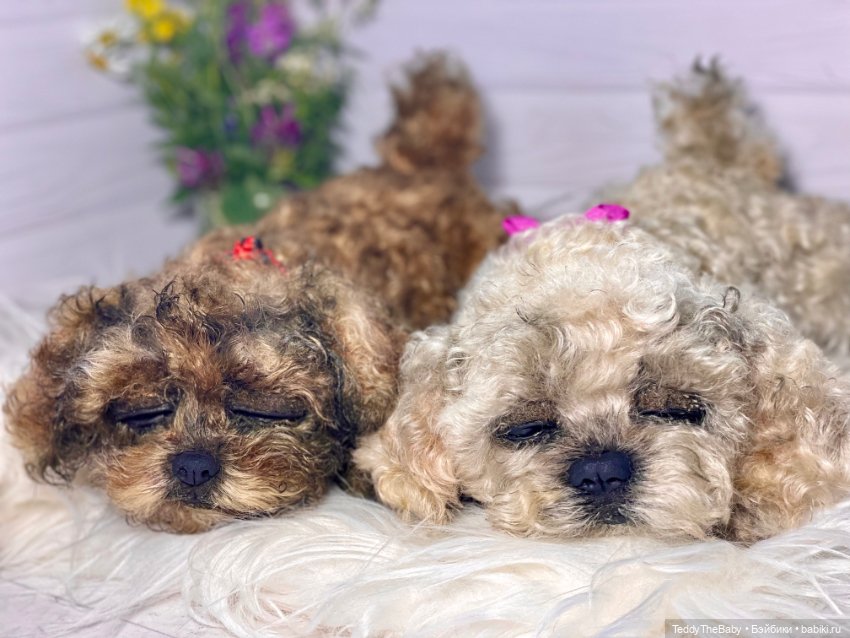 Кьюти 🐾 — Реалистичные игрушки и звери (Натюр): собаки