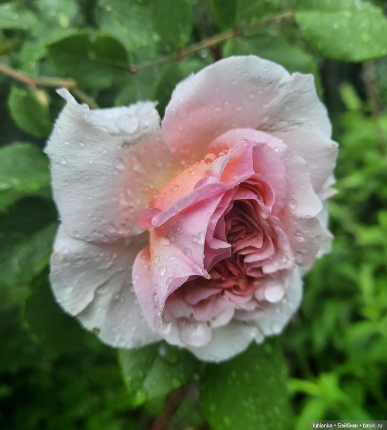 Всего одна розовая роза💖 — Винтажные куклы ГДР (Немки): Бигги