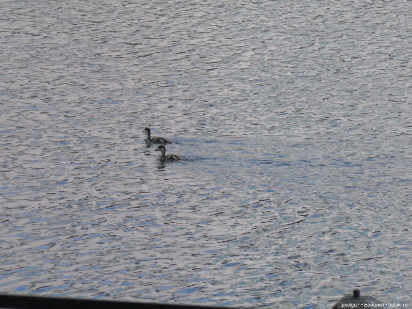 День Рождения Кристофера — Игровые куклы разных производителей (Разное): редкие бренды