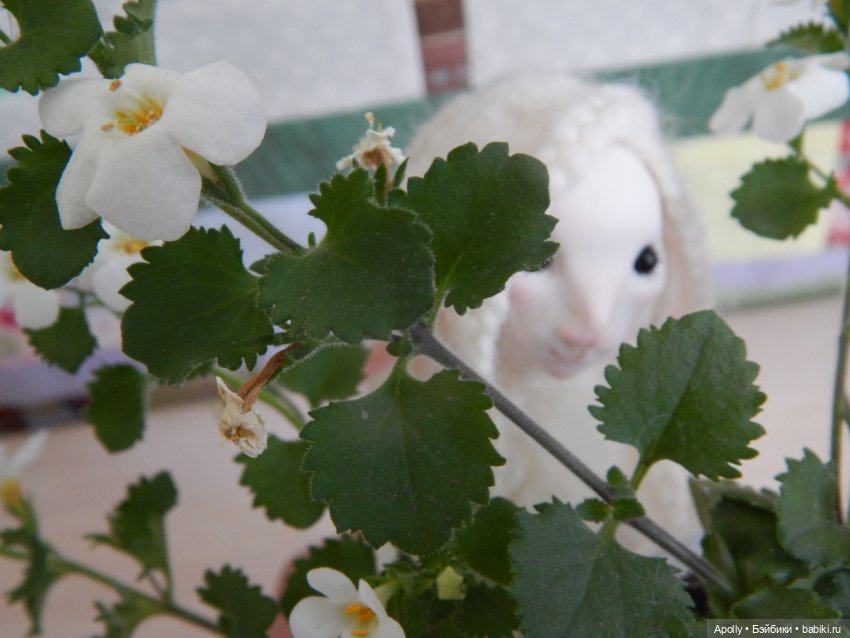 Туманница Эрин — Домашние фото авторских кукол: личные коллекции (фото 4)