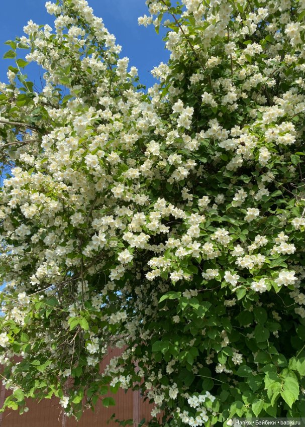 Плахо и цветы — Винтажные куклы ГДР (Немки): Бигги