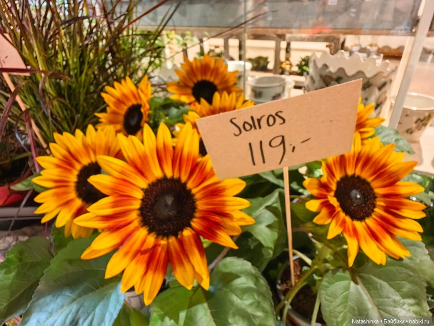 Музыкальная история или все в шоколаде 9