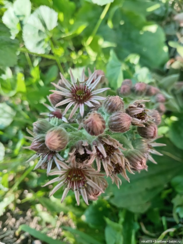 Какова красота — Разные шарнирные куклы (не БЖД): редкие (фото 5)