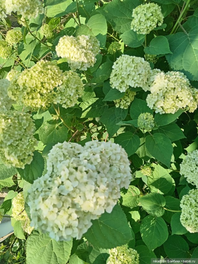 Какова красота — Разные шарнирные куклы (не БЖД): редкие (фото 9)