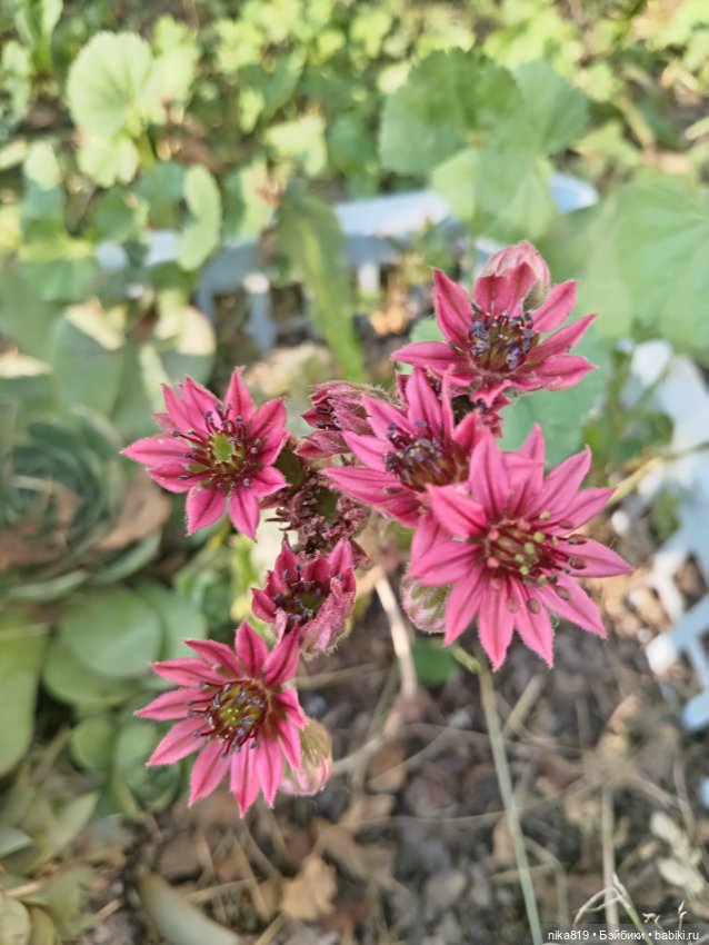 Какова красота — Разные шарнирные куклы (не БЖД): редкие (фото 6)