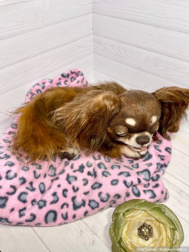 Длинношерстный портретный