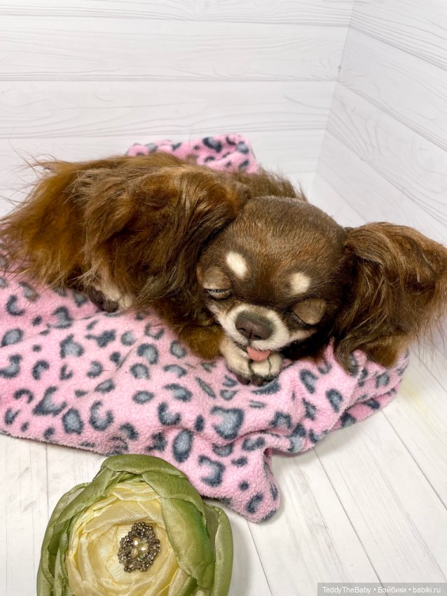 Длинношерстный портретный