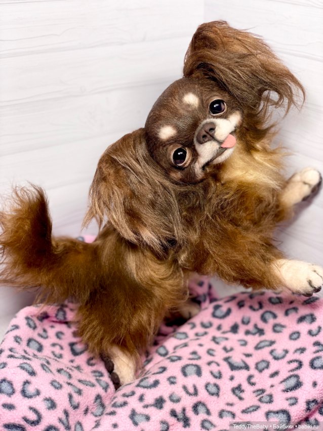 Длинношерстный портретный (фото 5)